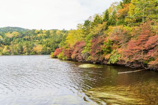 八ヶ岳白駒池 紅葉の池 八ヶ岳白駒池 紅葉の池の写真