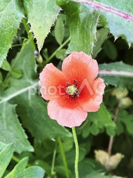 ナガミヒナゲシ ナガミヒナゲシ,外来種,雑草の写真素材