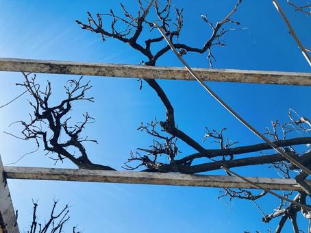 Photo, white system, pergola, blue sky, 