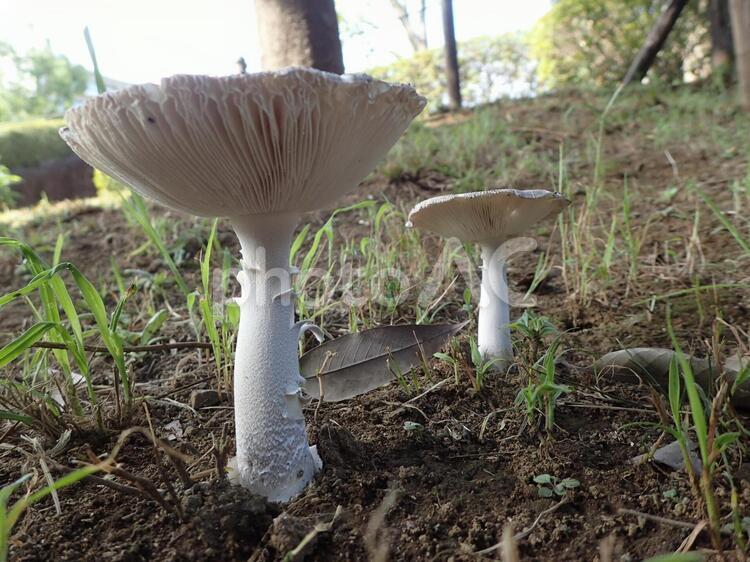 秋の味覚　キノコ２ キノコ,きのこ,秋の写真素材