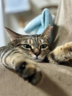 可愛い猫 可愛い猫の写真