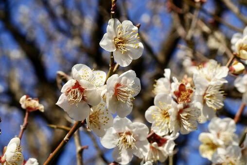 梅の花 つぼみ 8 梅の花,つぼみ,早春の写真素材