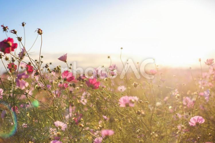 夕方のコスモス コスモス,秋桜,秋の写真素材