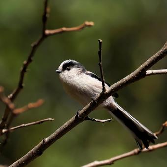エナガ エナガ,鳥,小鳥の写真素材