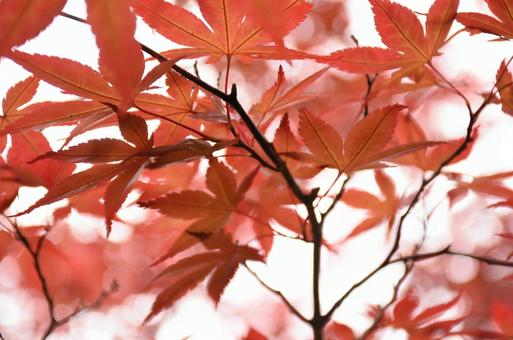 紅葉の写真