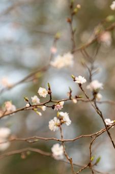 桜 咲き始めの写真