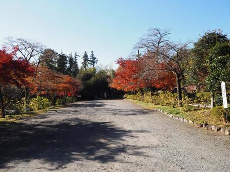 天覧山の山麓・能仁寺の紅葉・埼玉県飯能市の写真