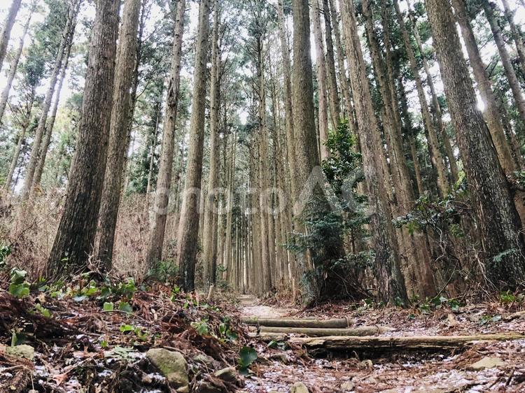 森の中を歩く 森,アウトドア,登山の写真素材