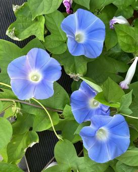 朝顔 朝顔 朝顔,アサガオ,あさがおの写真素材