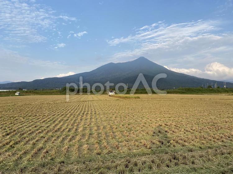 筑波山と稲刈り 筑波山,稲刈り,自然の写真素材