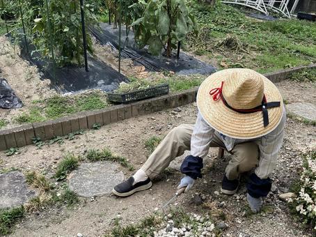 庭の草取り 庭の草取り 草取り,麦わら帽子,庭の写真素材