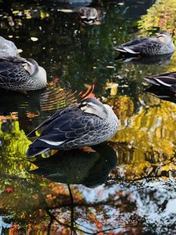 秋の公園の紅葉の水面と鴨 秋の公園の紅葉の水面と鴨 カモ,鳥,浮かぶの写真素材