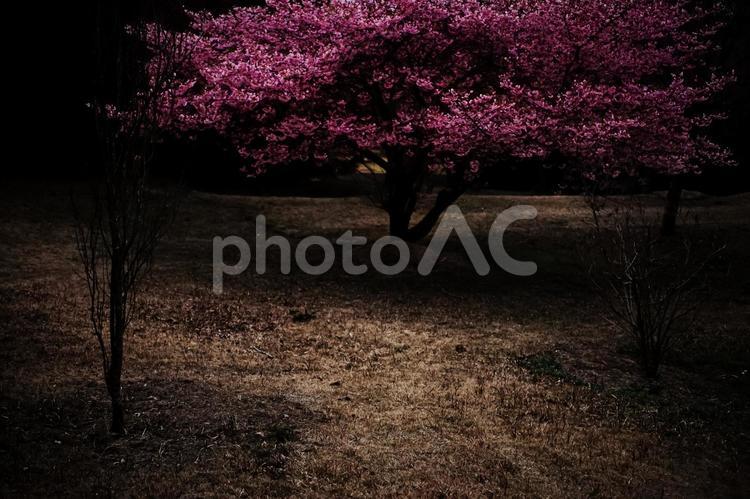 ＜五島の春＞夜明けの鬼岳樹木園の河津桜 桜,河津桜,春の写真素材