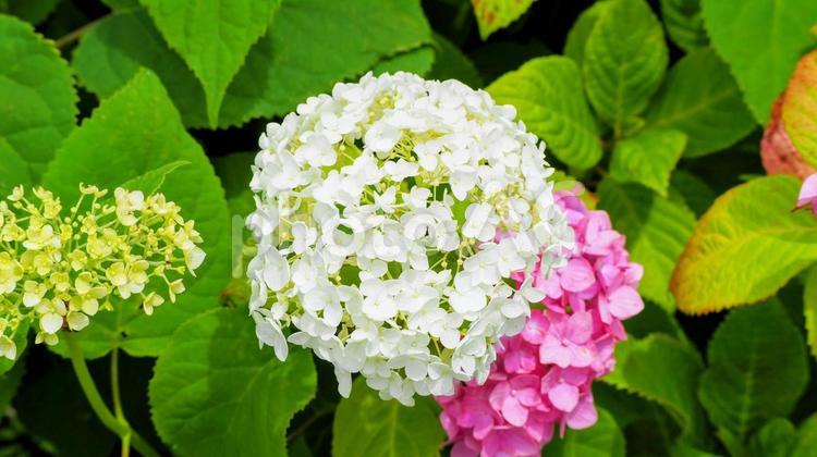 旧中川河畔のアジサイの花（江東区・亀戸） 初夏,紫陽花,旧中川水辺公園の写真素材