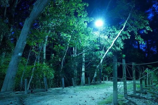 松戸市、夜の大谷口歴史公園の順路 松戸市、夜の大谷口歴史公園の順路の写真
