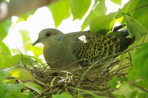 Photo, dove nest, dove, young, 