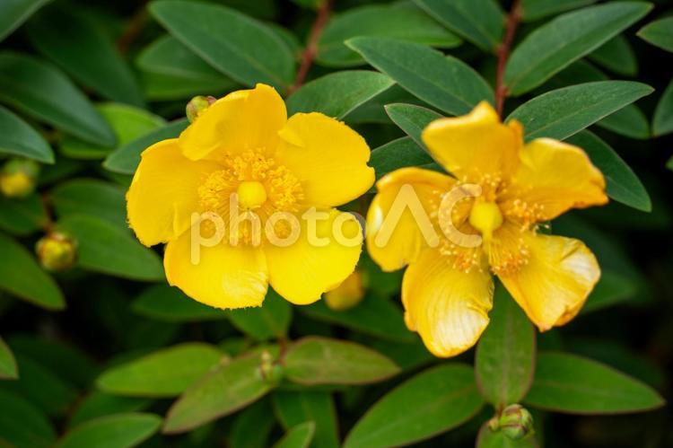 富士中央公園のバラ 薔薇,ローズ,キンシバイの写真素材
