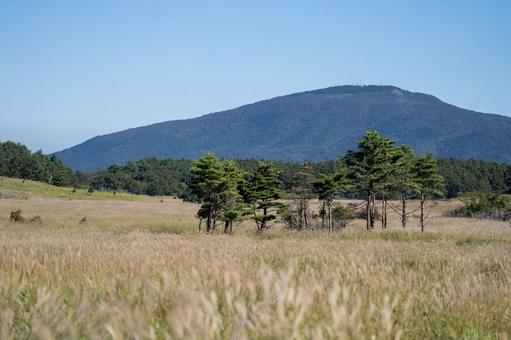 大分県　タデ原湿原のススキ 晩秋,11月,ビーナスラインの写真素材