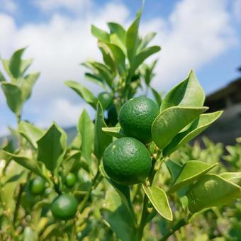 夏空と青い金柑 夏空と青い金柑の写真