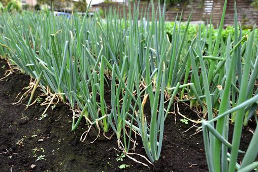 ネギ畑 ネギ,畑,野菜の写真素材