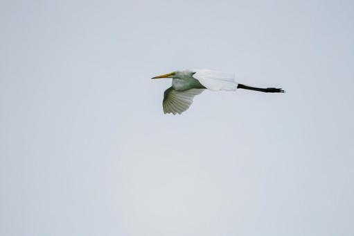 ダイサギの飛翔⑴ ダイサギの飛翔⑴の写真