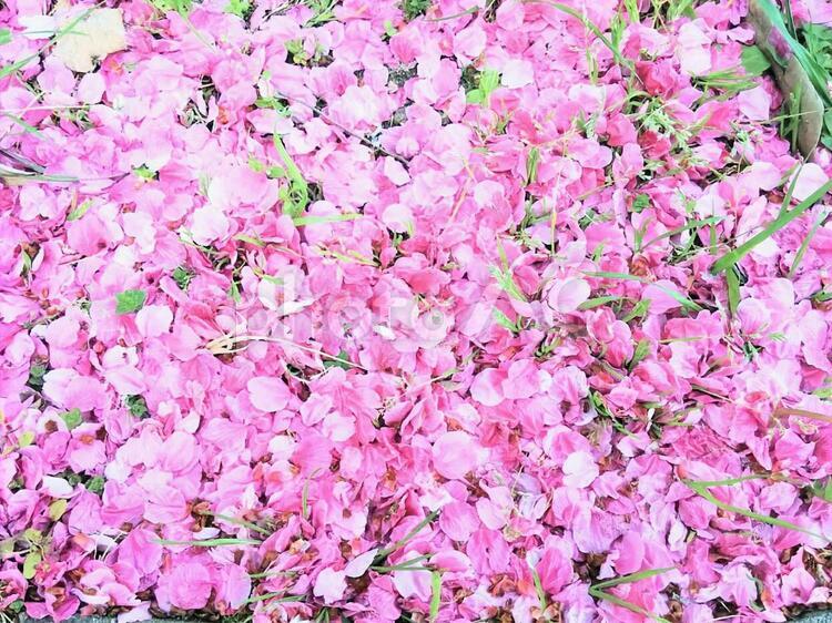桜の花びら3　精神の美　cherryblossoms さくらの花びら,桜の花びら,サクラの花びらの写真素材
