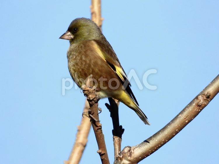 枝の先端につかまるカワラヒワ 鳥,野鳥,カワラヒワの写真素材
