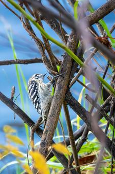 コゲラ⑽ 鳥,コゲラ,野鳥の写真素材