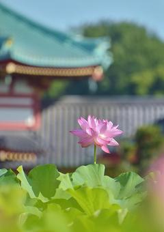 Ohga lotus of Shinobazu Pond, JPG
