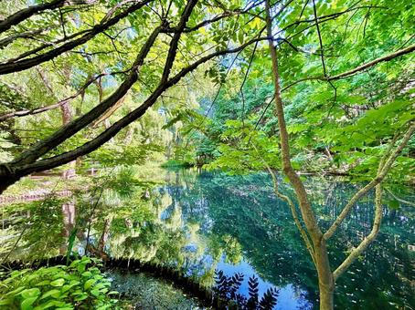 水に写った緑 水に写った緑の写真