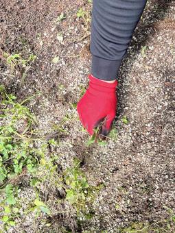 草取りする手 草取りする手 草取り,お墓掃除,お盆の写真素材