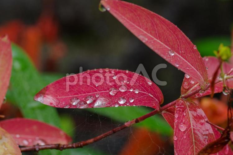 赤くなったビヨウヤナギの葉に水玉が付く 雨,ビヨウヤナギ,水玉の写真素材