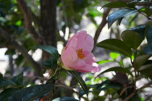 ツバキ（椿：常満寺）の写真