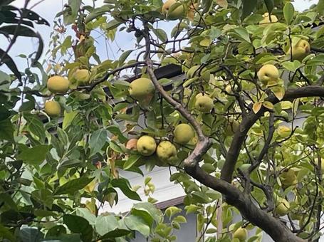 花梨　かりん　花梨の実　秋　収穫の写真