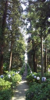 あじさい祭り あじさい祭り 栃木県,夏,参拝の写真素材