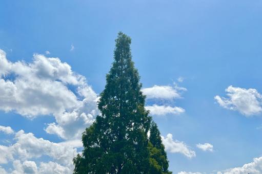青空の木 青空の木の写真