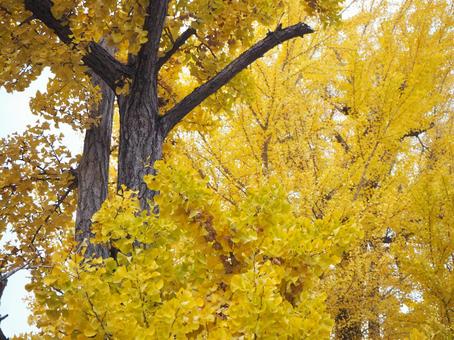 イチョウ いちょう,イチョウ,秋の写真素材