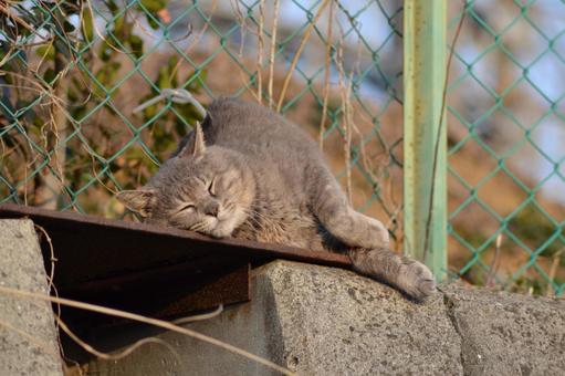 Photo, stray cat, cat, relax, 