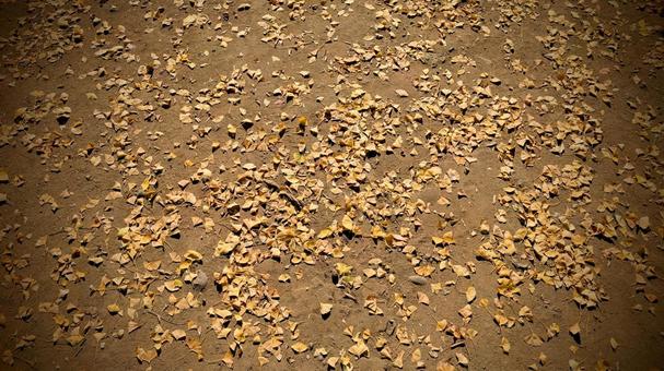 地面に落ちたイチョウの葉 イチョウ,黄葉,黄色の写真素材