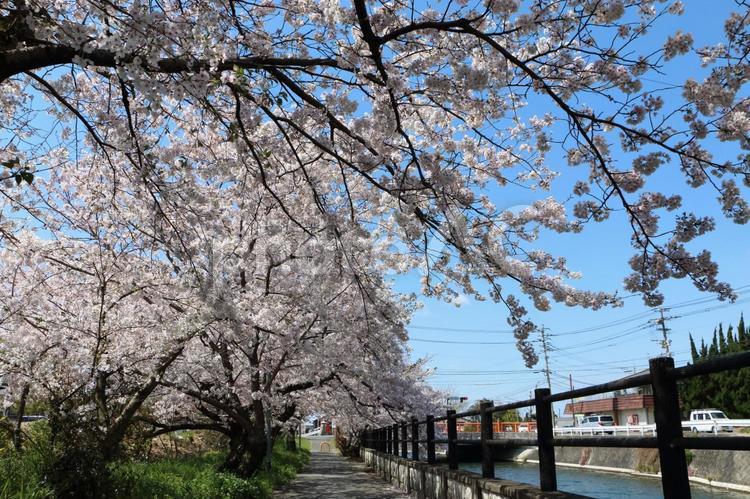 宇美川沿いの満開の桜02 桜,さくら,春の写真素材