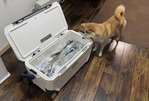 釣ってきた太刀魚をチェックする柴犬 柴犬,犬,太刀魚の写真素材