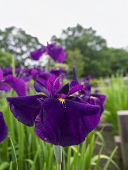 満開の花菖蒲 満開の花菖蒲の写真