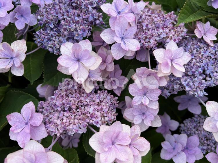 うす紫のガクアジサイ ガクアジサイ,アジサイ,紫陽花の写真素材