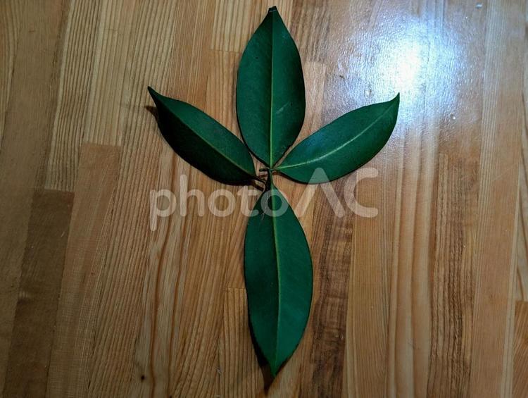 木目の上の榊の葉 榊,葉っぱ,木目の写真素材