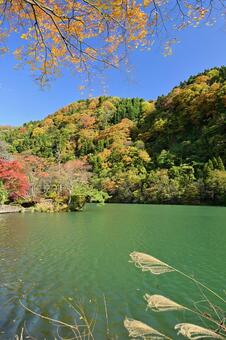 庄川・水記念公園の紅葉 紅葉,青空,観光地の写真素材