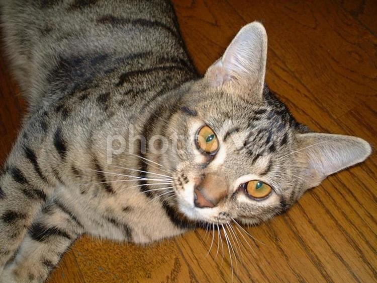こちらをジッと見つめる猫 猫,かわいい,動物の写真素材