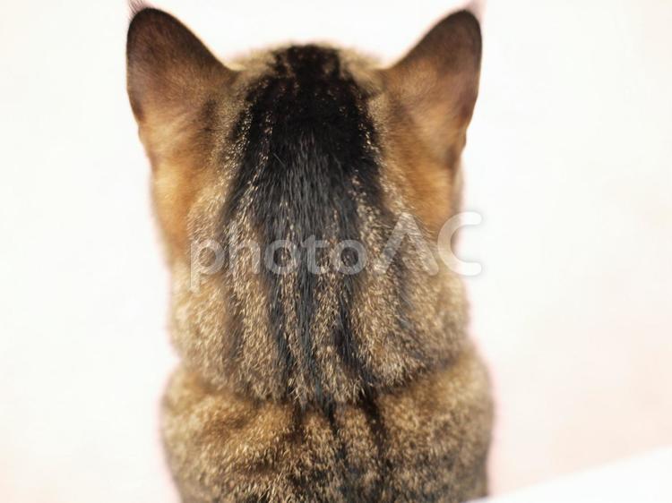 猫の後頭部 猫,ネコ,ねこの写真素材