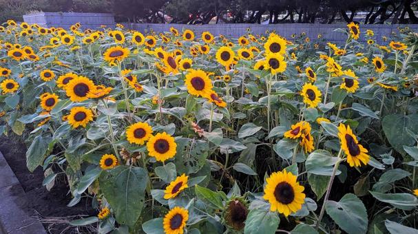 夕暮れのひまわり畑 夕暮れのひまわり畑 ひまわり,向日葵,夏の景色の写真素材