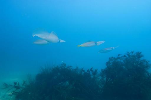青い海を泳ぐイカの群れ 青い海を泳ぐイカの群れの写真