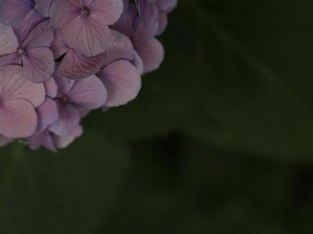 紫陽花 [無加工]版 縦横4:3の写真